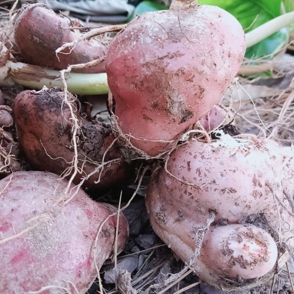 云南红皮半夏正品犁头叶象鼻花新鲜干品无炮制无熏蒸无漂白