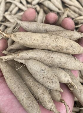 天冬草泡酒新鲜现挖天门冬新鲜原生态中药材天冬根大门冬