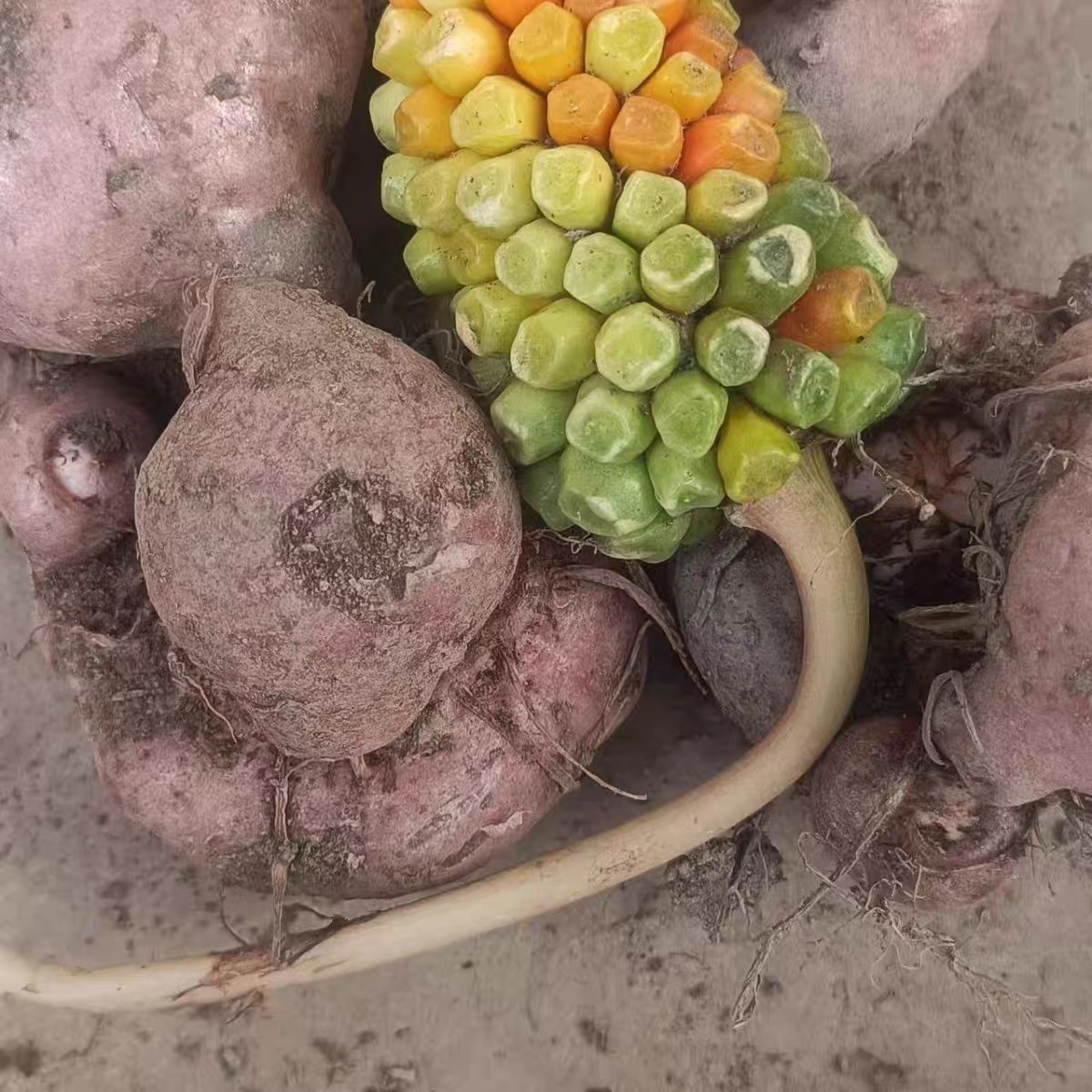 云南新鲜南星一把伞绿植南星南星包谷老蛇 蛇放梗异叶虎掌南星