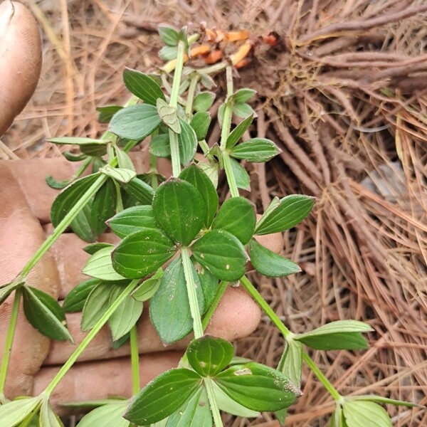 云南野生中药材小红参 滇紫参 小红药 小舒筋 正品包邮