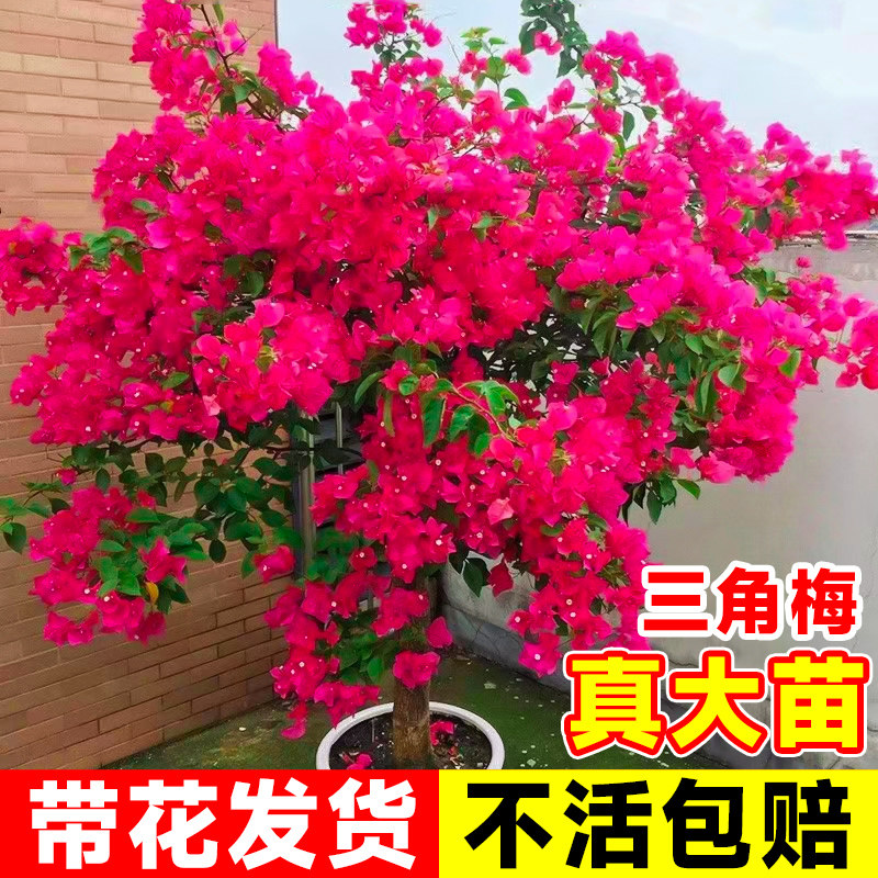 速发三角梅盆栽外花爬藤植物绿苗三叶梅台植物室内开四季带花卉