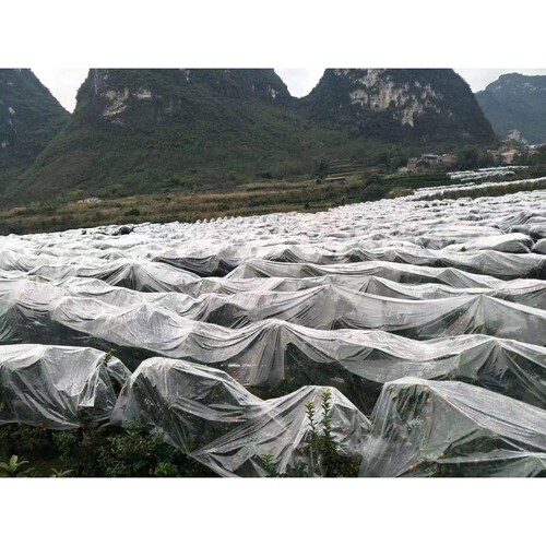 山东果膜长寿茂金属砂糖橘防霜膜长寿茂金属砂糖橘膜长寿金桔膜