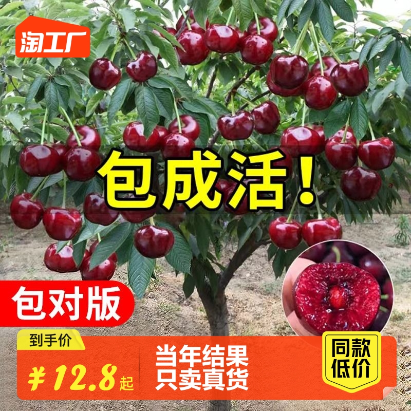 车厘子树苗樱桃树苖南方北方种植盆栽庭院果树矮化大樱桃苗结果