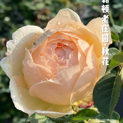 绿园美植 | 老庄园 奥斯汀藤本月季奶黄浓香无刺庭院花墙拱门爬藤