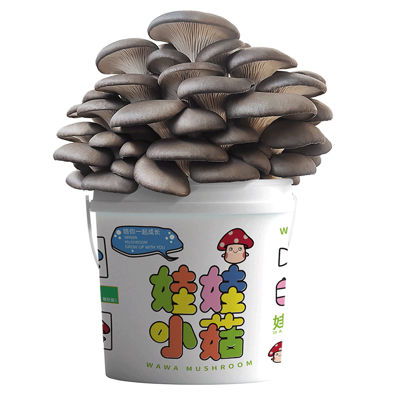 家庭种蘑菇桶装好看好养好吃