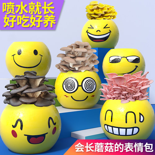 在家种蘑菇喷水就长好吃有趣