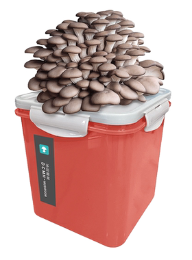 蘑菇种植桶装喷水就长简单操作