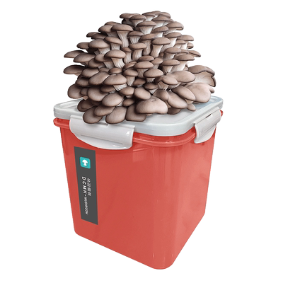 蘑菇种植桶装喷水就长简单操作