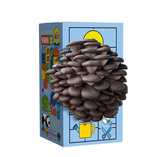 蘑菇盒子蘑菇种植包蘑菇菌包礼盒盒装平菇菌包室内家庭学校种植