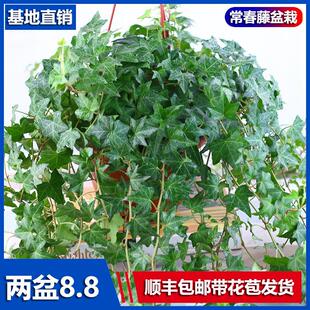 常春藤盆栽好养植物大盆垂吊兰长春藤吸甲醛水培爬藤挂常青藤绿植