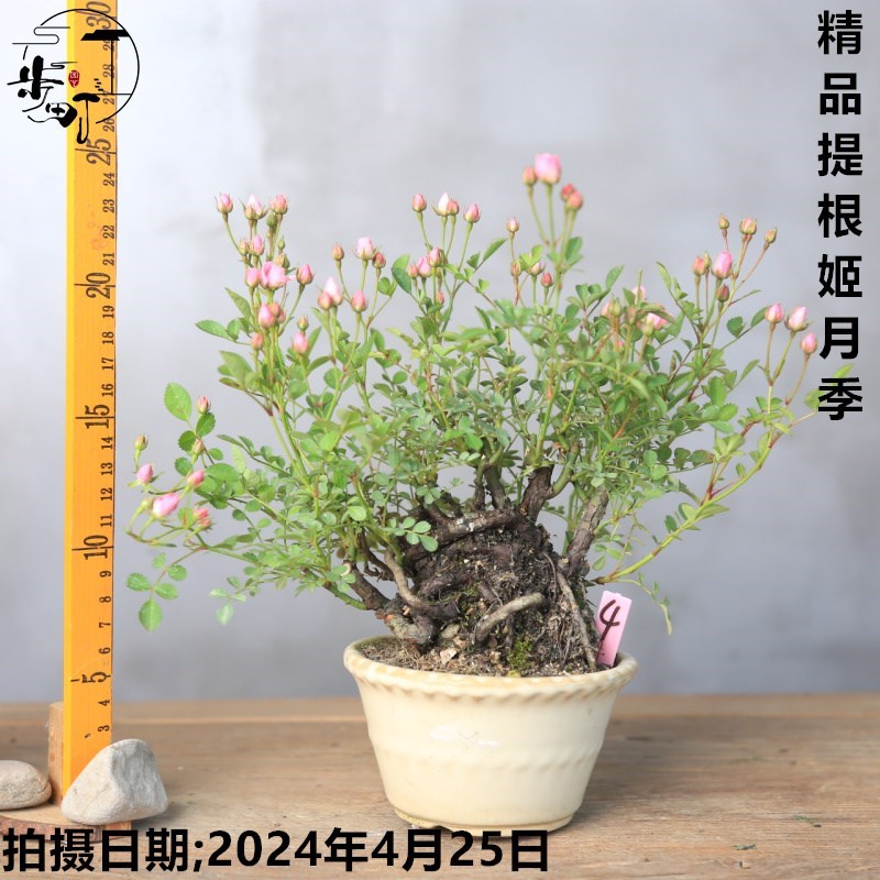 速发精品提根姬月季四季开花迷你盆栽姬玫瑰办公室茶室一物一拍