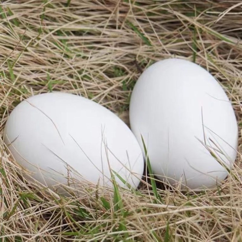 速发养引蛋 假鸡蛋 母引鸡蛋 鸡蛋 鸡窝假鸡蛋 鸡鸡设备 儿童玩具
