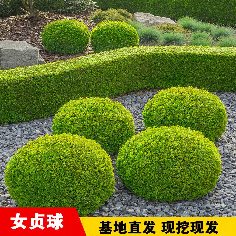现货速发金叶贞球庭院绿化工程金禾贞球形树常绿灌木小叶贞球苗