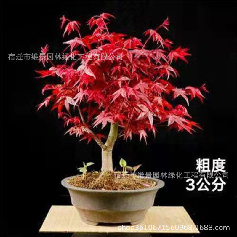 现货速发红枫盆景四季花卉盆栽植物红舞姬室内枫树红枫叶花木好养