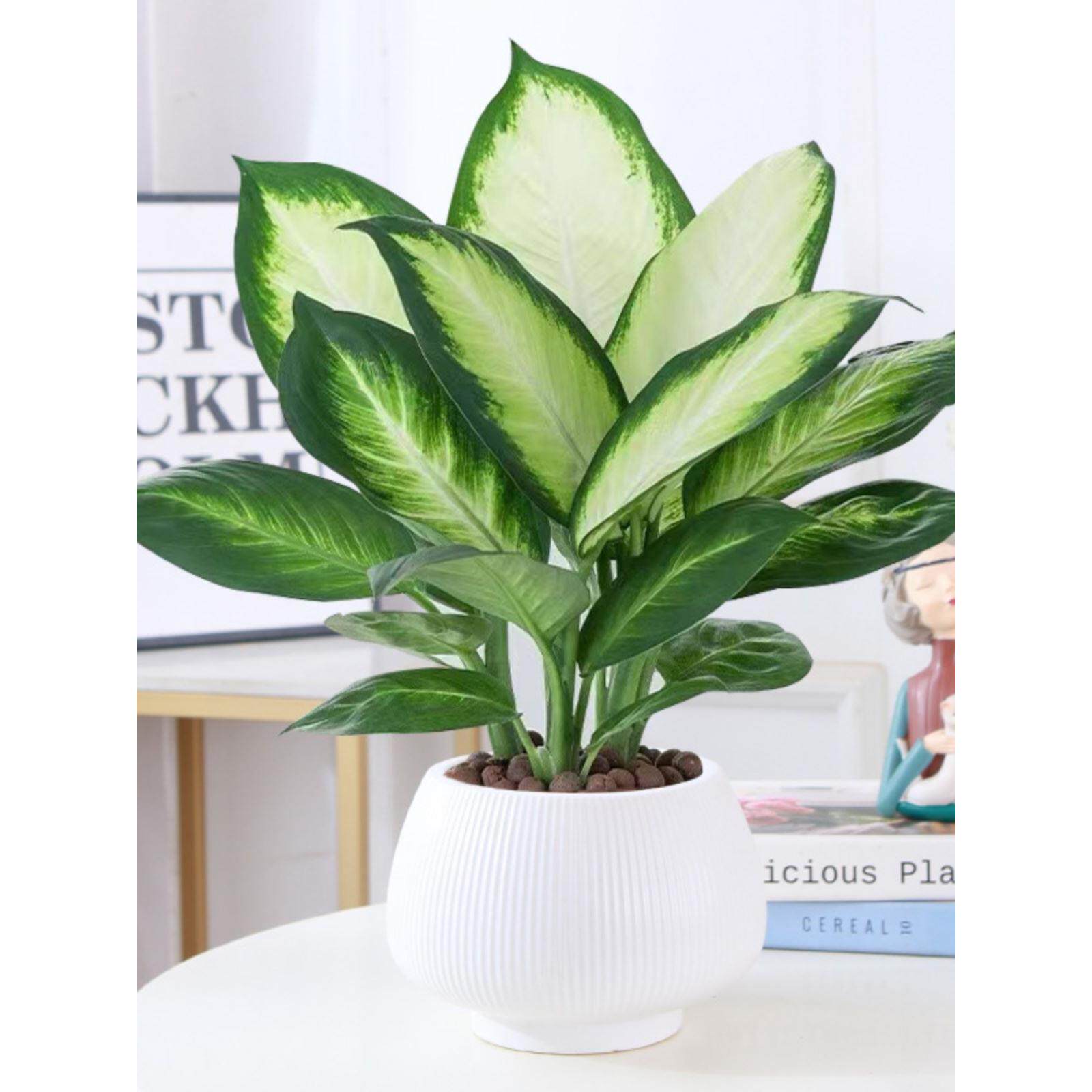 玛丽安万年青盆栽特级大盆银皇后绿植花卉室内客厅四季常青好养活