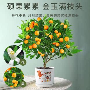 四季金桔树苗盆栽带果客厅招财植物室内花卉绿植小橘子好养年宵花