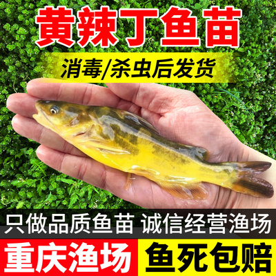 慢镜头黄辣丁鱼苗淡水养殖