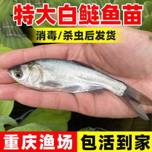 白鲢鱼苗淡水养殖食用活体冷水观赏鲢鳙跳鲢子胖大头花鲢鱼苗批发
