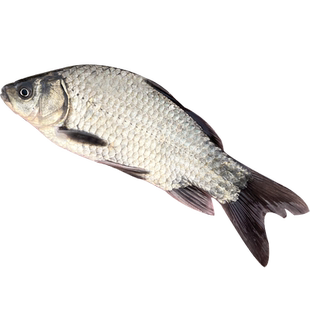 鲫鱼苗特大中科五号三号淡水食用黄金鲫湘云工程鲫大白鲫土鲫鱼苗