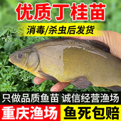 丁桂鱼苗淡水养殖食用观赏鱼冷水鱼好养耐活欧洲丁贵鱼批发小鱼苗