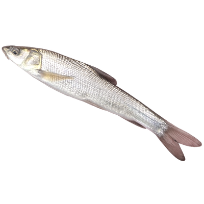 慢镜头淡水银鳕鱼苗冷水养殖