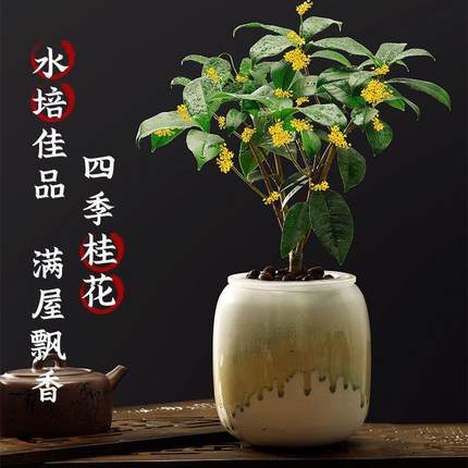 水培植物四季桂花小盆栽树苗绿植茶花卉盆景水生水养办公室内桌面