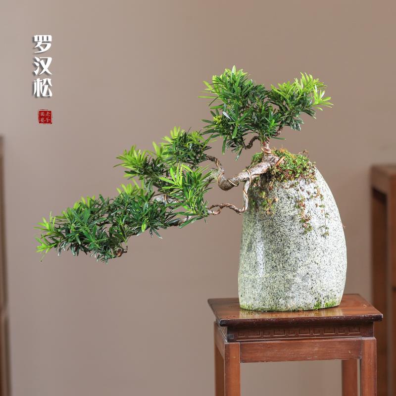 小叶罗汉松真盆景室内迎客松茶几桌面绿植玄关庭院植物雀舌盆栽