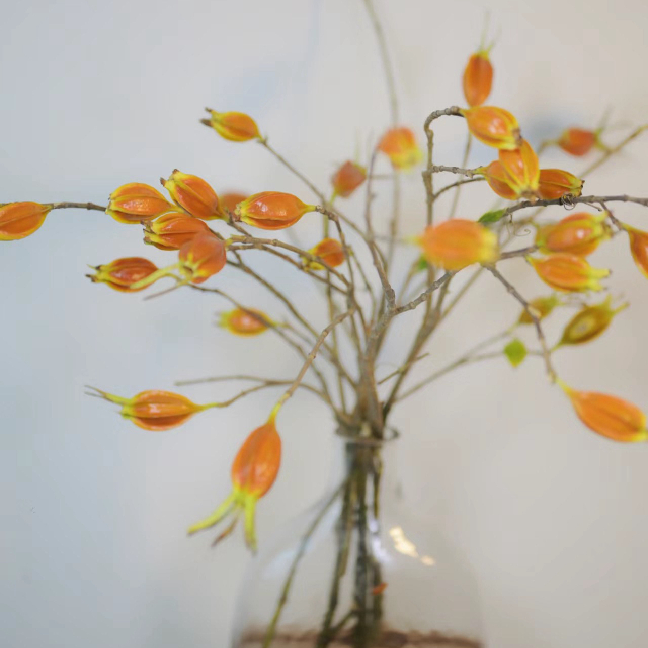 50cm小栀子切枝水养花材