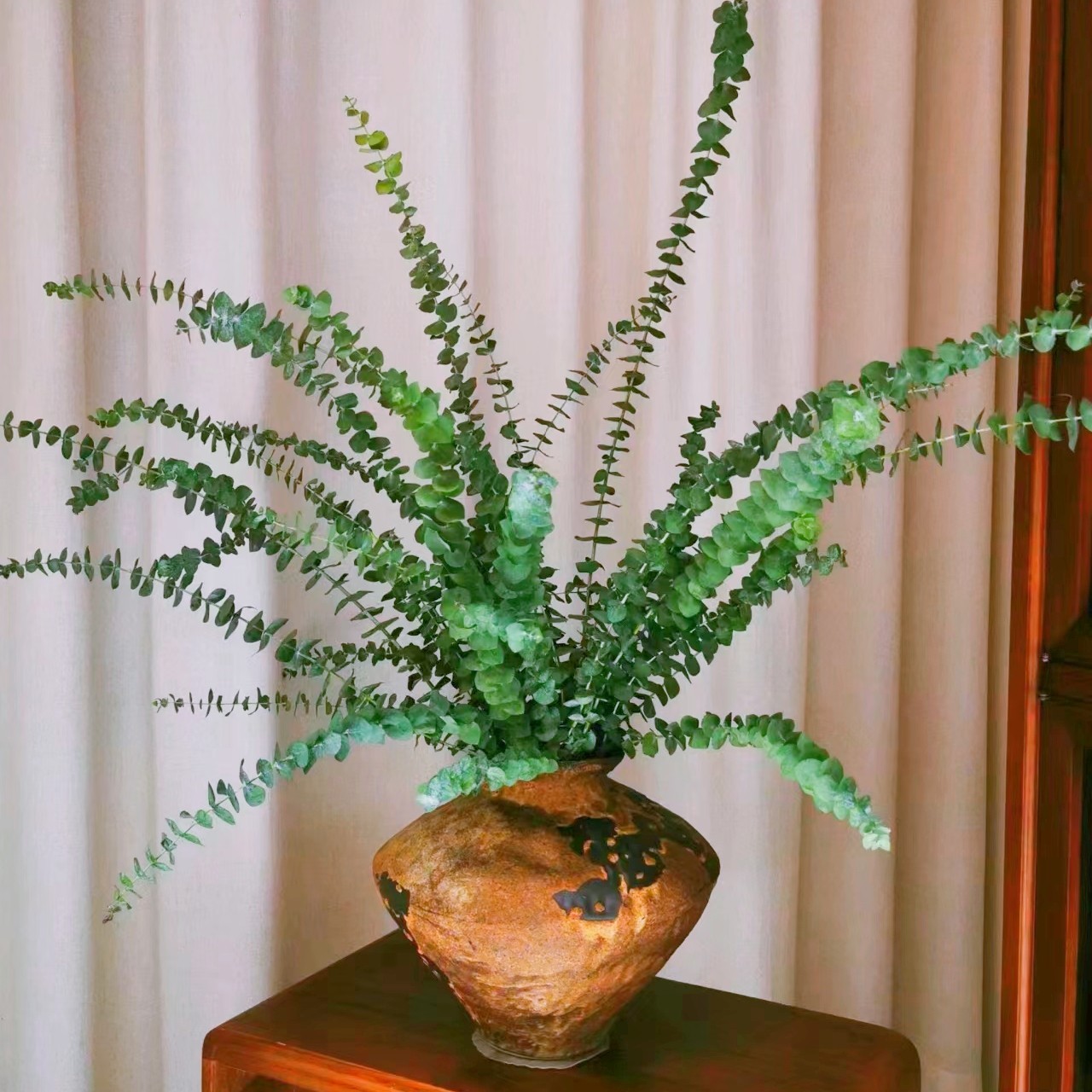 【50-60cm尤加利叶鲜切枝】可做干花云南基地直发,鲜花速递/花卉仿真/绿植园艺,花材,淘宝优惠券,粉丝福利购,淘宝优惠卷