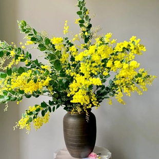 顺丰包邮【60cm银叶金合欢鲜花】圣诞花可做干花云养花云南直发