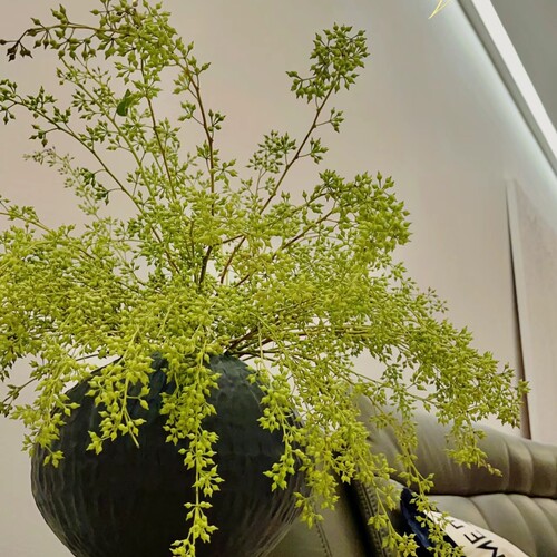 【50-60cm小米果细米果鲜切花】可做干花云南基地直发