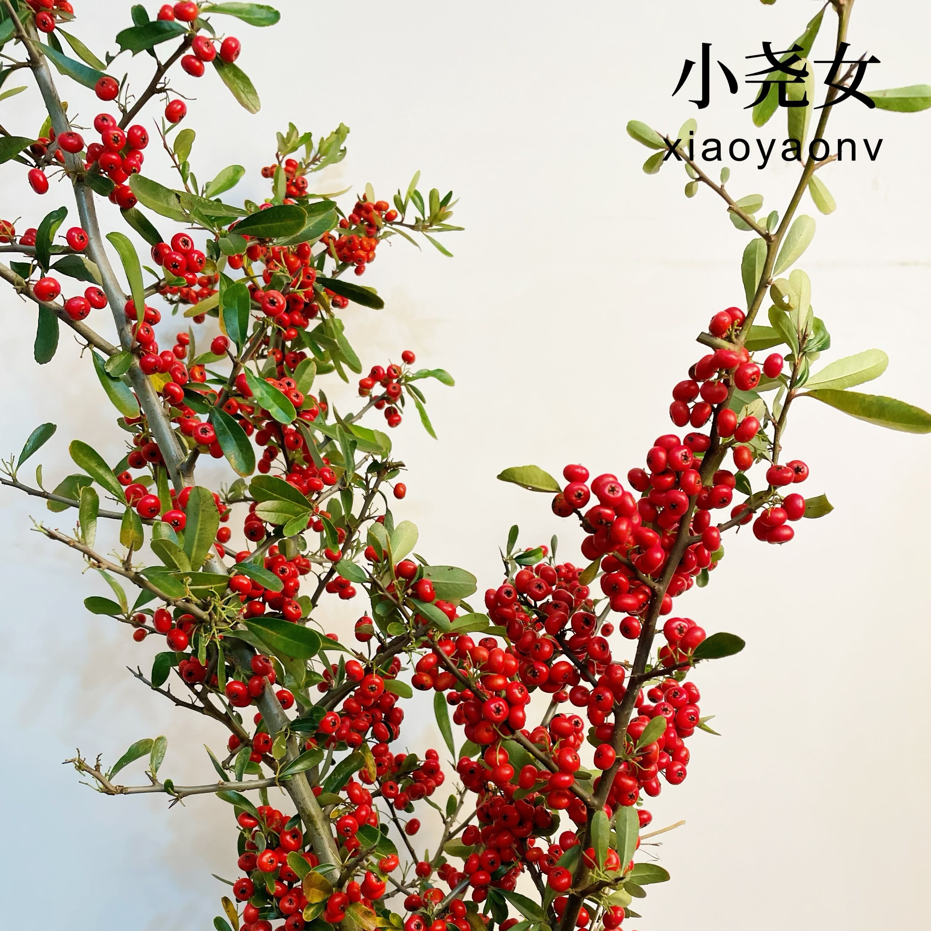 70cm红色火棘果鲜花空运包邮