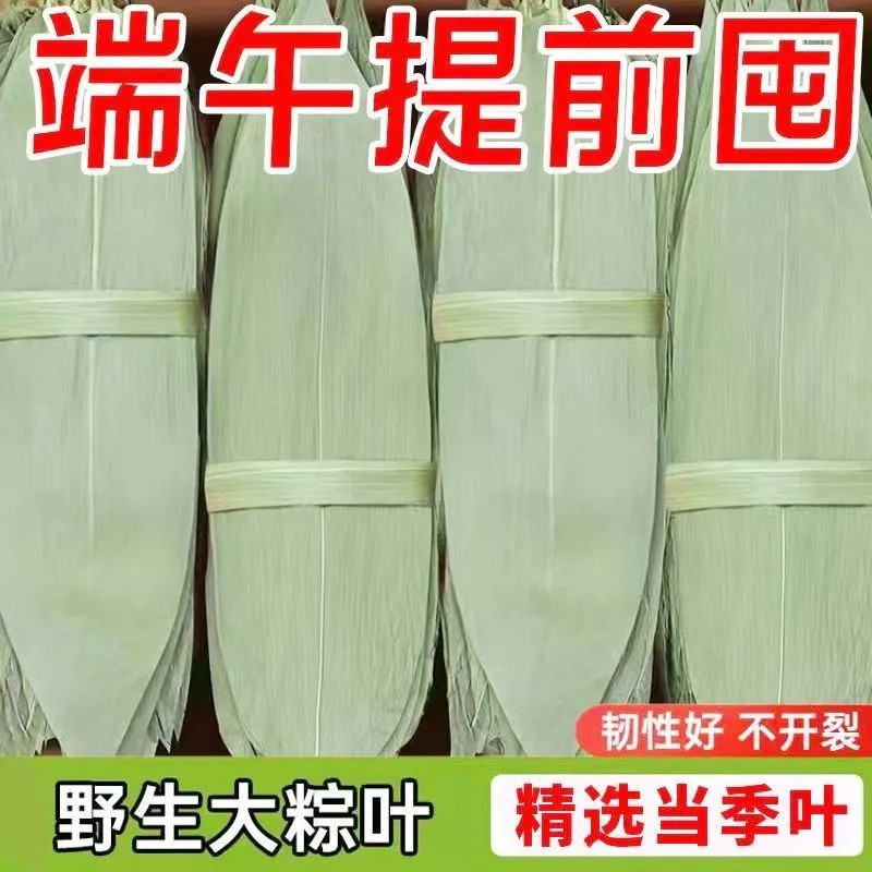 粽子叶粽叶干大号棕叶新鲜包粽子的竹叶子干粽叶商用棕叶批发材料