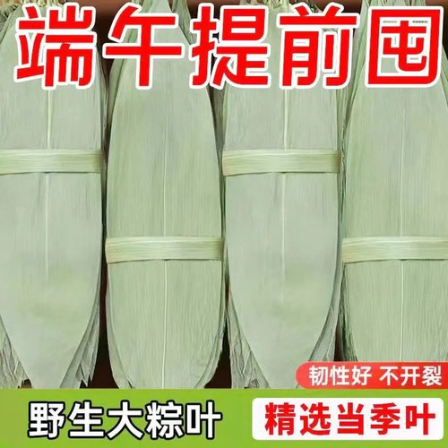 粽子叶粽叶干大号棕叶新鲜包粽子的竹叶子干粽叶商用棕叶批发材料