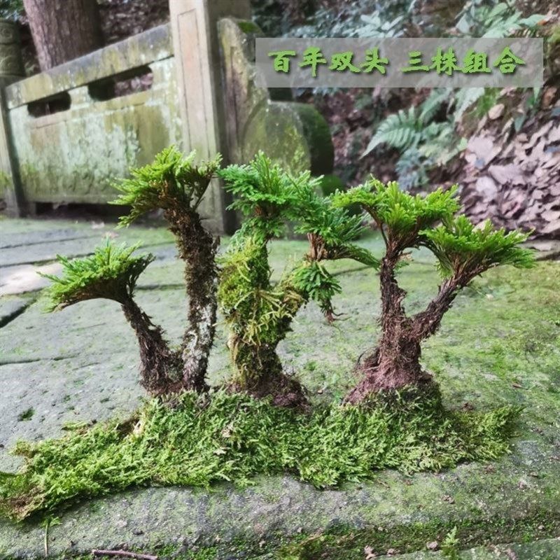 卷柏盆栽易活好养 盆景假y山造景水菖蒲四季长青蕨类a植物欧洲款