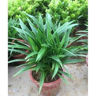 斑斓叶盆栽香兰叶苗班兰叶斑斓叶苗食用家里盆栽植物好养天然香料