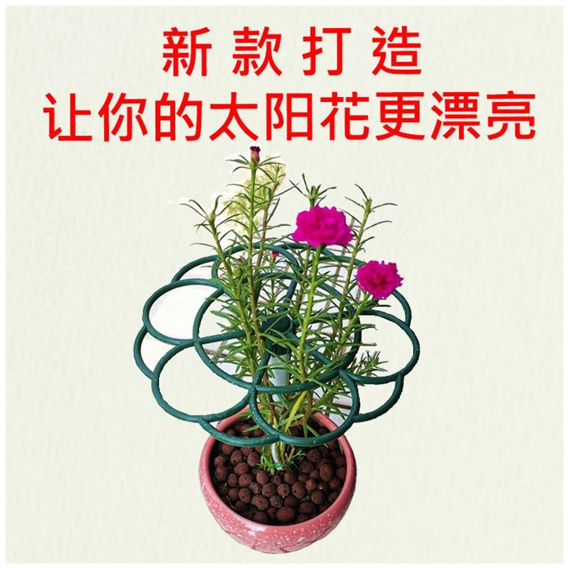 太阳花棒棒糖支架造型架蟹爪兰支撑杆防倒伏花架子植物爬藤固定架