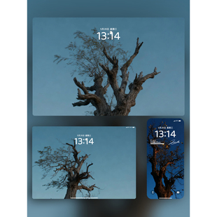 8张自然赋予树 魅力iPhone手机iPad平板电脑
