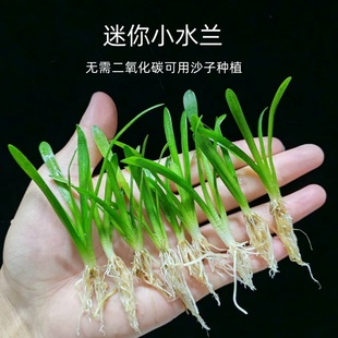 迷你小水兰前景淡水阴性水草原生溪流缸无需二氧化碳新手好养真草