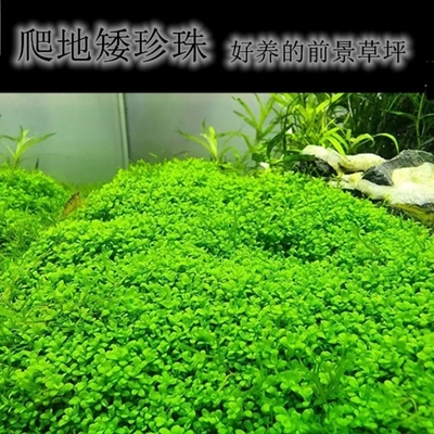 前景迷你牛毛爬地矮珍珠天湖荽高珍珠好养阴性水草鱼缸造景