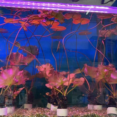 真水草水族箱中后景鱼缸红荷根