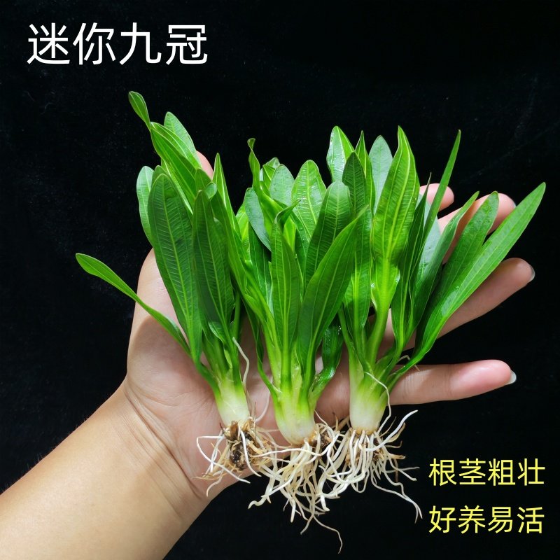 迷你绿九冠水草植物鱼缸造景阴性皇冠草新手懒人淡水好养真草