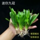 迷你绿九冠水草植物鱼缸造景阴性皇冠草新手懒人淡水好养真草