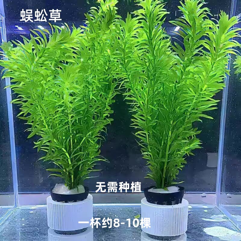 蜈蚣草阴性水草好养活新手懒人增氧净化水质水培植物