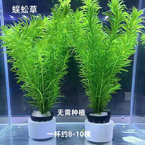 蜈蚣草阴性水草好养活新手懒人增氧净化水质水培植物