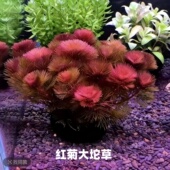 红菊红色草水草新手水草阴性好养活草缸鱼缸装 饰植物