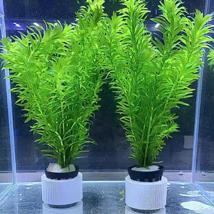 蜈蚣草阴性水草好养活新手懒人增氧净化水质水培植物