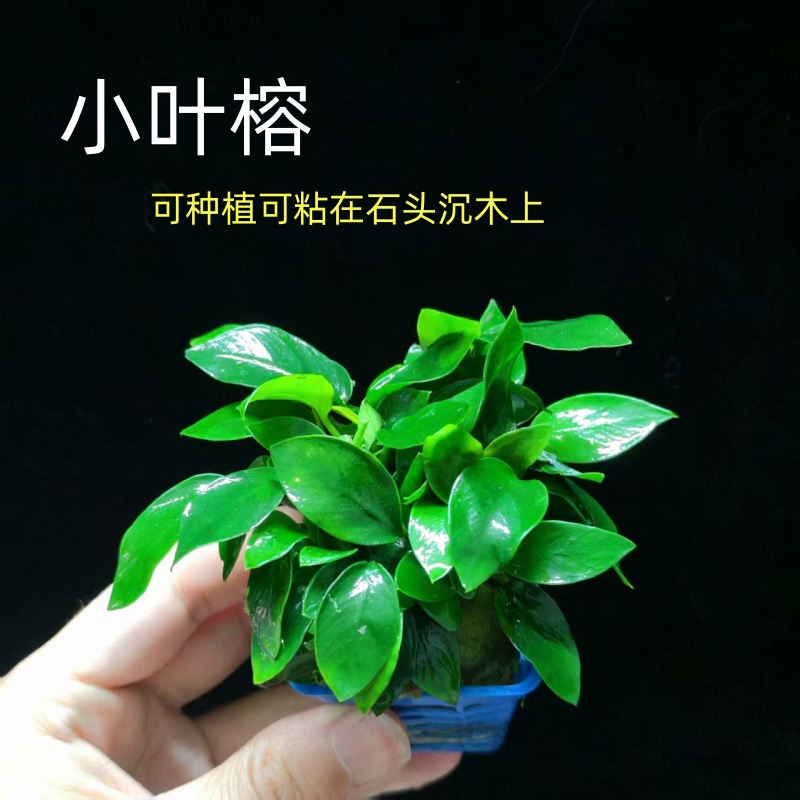 迷你小叶榕水草鱼缸造景