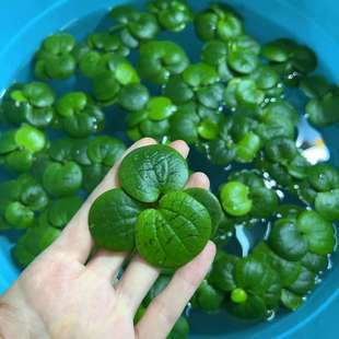 圆心萍浮萍净化水质水培绿植庭院办公室鱼虾龟缸造景增氧漂浮水草