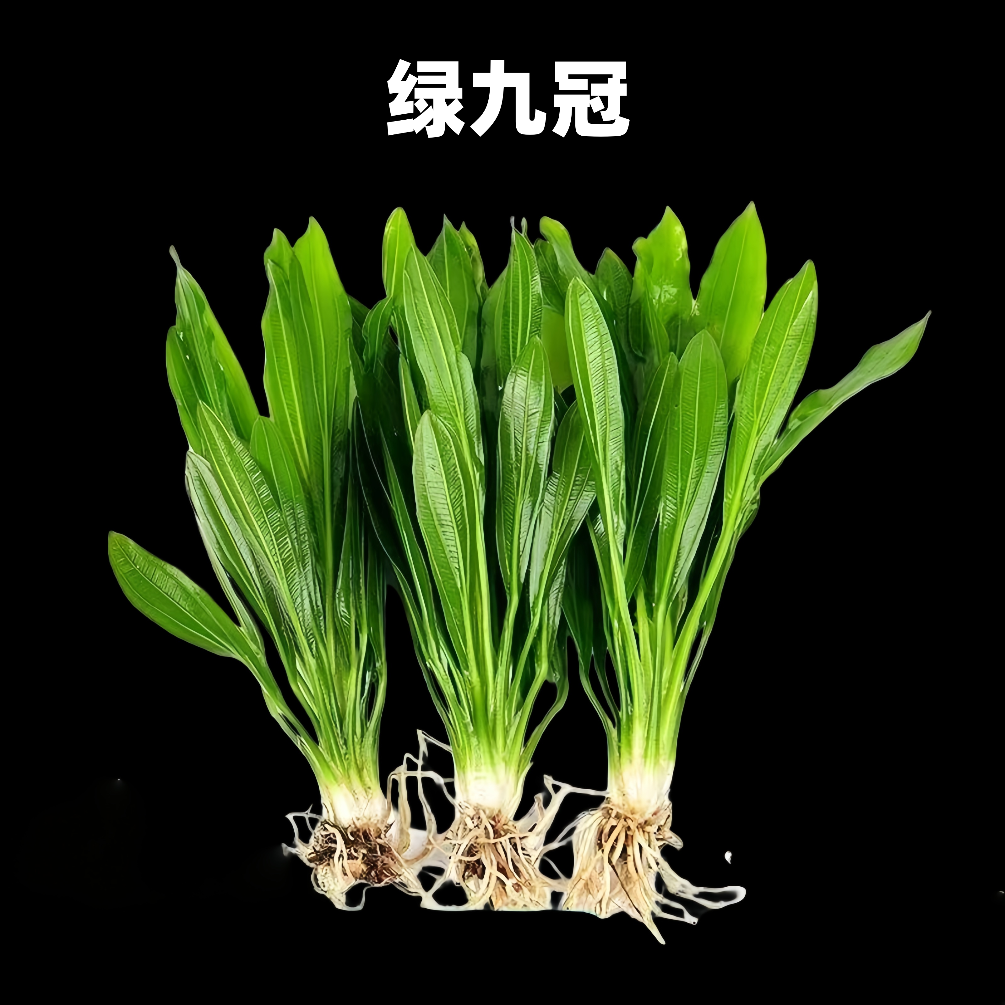 大叶绿九冠迷你九冠活体鱼缸造景真水草皇冠阴性植物,宠物/宠物食品及用品,水草,淘宝优惠券,粉丝福利购,淘宝优惠卷
